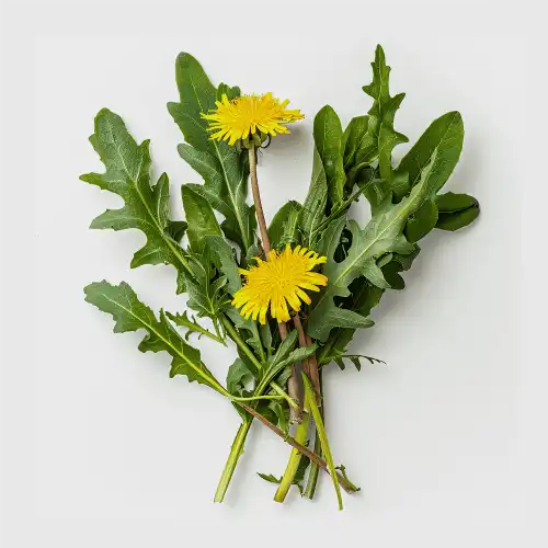 Dandelion