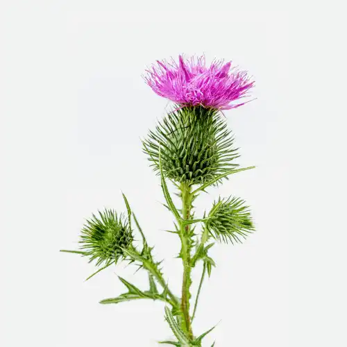 Milk Thistle
